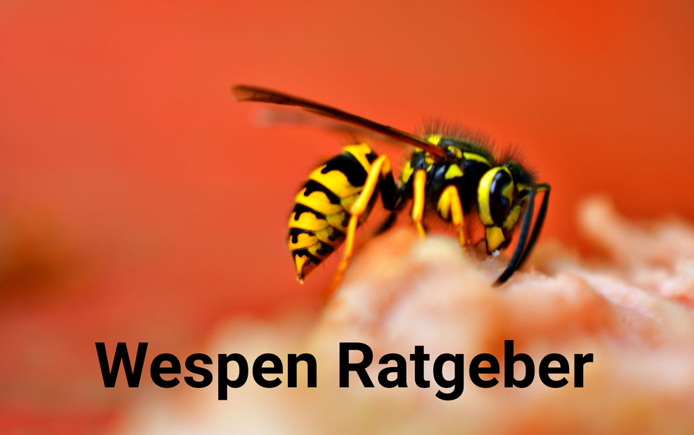Wespen Ratgeber – welche Gefahren drohen und wie man sie am besten bekämpft