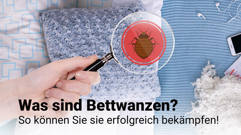 Was sind Bettwanzen und wie können sie erfolgreich beseitigt werden?