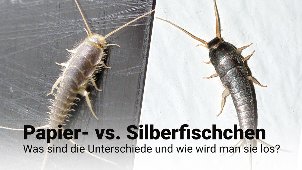 Papierfischchen oder Silberfischchen – was ist der Unterschied und wie wird man sie los?